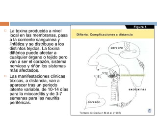   La toxina producida a nivel
    local en las membranas, pasa
    a la corriente sanguínea y
    linfática y se distribuye a los
    distintos tejidos. La toxina
    diftérica puede afectar a
    cualquier órgano o tejido pero
    van a ser el corazón, sistema
    nervioso y riñón los sistemas
    más afectados.
   Las manifestaciones clínicas
    tóxicas, a distancia, van a
    aparecer tras un periodo
    latente variable, de 10-14 días
    para la miocarditis y de 3-7
    semanas para las neuritis
    periféricas.
 