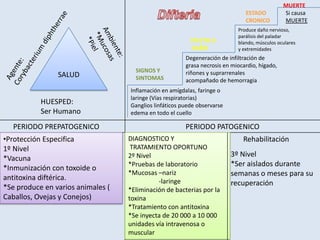 SALUD
HUESPED:
Ser Humano
PERIODO PREPATOGENICO PERIODO PATOGENICO
•Protección Especifica
1º Nivel
*Vacuna
*Inmunización con toxoide o
antitoxina diftérica.
*Se produce en varios animales (
Caballos, Ovejas y Conejos)
DIAGNOSTICO Y
TRATAMIENTO OPORTUNO
2º Nivel
*Pruebas de laboratorio
*Mucosas –nariz
-laringe
*Eliminación de bacterias por la
toxina
*Tratamiento con antitoxina
*Se inyecta de 20 000 a 10 000
unidades vía intravenosa o
muscular
Rehabilitación
3º Nivel
*Ser aislados durante
semanas o meses para su
recuperación
SIGNOS Y
SINTOMAS
Inflamación en amígdalas, faringe o
laringe (Vías respiratorias)
Ganglios linfáticos puede observarse
edema en todo el cuello
EFECTO O
DAÑO
Degeneración de infiltración de
grasa necrosis en miocardio, hígado,
riñones y suprarrenales
acompañado de hemorragia
ESTADO
CRONICO
Produce daño nervioso,
parálisis del paladar
blando, músculos oculares
y extremidades
Si causa
MUERTE
MUERTE
 