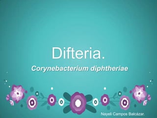 Difteria.
Corynebacterium diphtheriae
Nayeli Campos Balcázar.
 