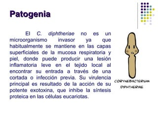 PatogeniaPatogenia
El C. diphtheriae no es un
microorganismo invasor ya que
habitualmente se mantiene en las capas
superficiales de la mucosa respiratoria y
piel, donde puede producir una lesión
inflamatoria leve en el tejido local al
encontrar su entrada a través de una
cortada o infección previa. Su virulencia
principal es resultado de la acción de su
potente exotoxina, que inhibe la síntesis
proteica en las células eucariotas.
 