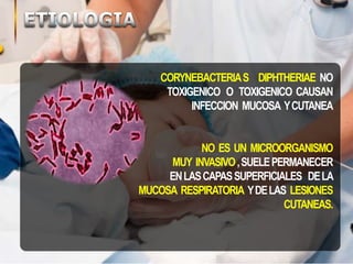 CORYNEBACTERIAS DIPHTHERIAE NO
TOXIGENICO O TOXIGENICO CAUSAN
INFECCION MUCOSA YCUTANEA
NO ES UN MICROORGANISMO
MUY INVASIVO,SUELEPERMANECER
ENLASCAPASSUPERFICIALES DELA
MUCOSA RESPIRATORIA YDELAS LESIONES
CUTANEAS.
 