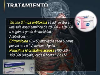 Vacuna DT.- La antitoxina se administra en
una sola dosis empírica de 20.000 – 120.000
u según el grado de toxicidad.
Antibióticos.-
Eritromicina 40 – 50 mg/kg/dia cada 6 horas
por via oral o I.V; máximo 2g/dia
Penicilina G cristalina acuosa (100.000 –
150.000 U/kg/dia) cada 6 horas I.V o I.M