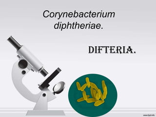 Corynebacterium
  diphtheriae.

         Difteria.
 