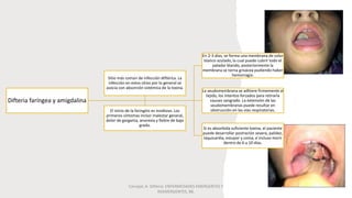 Difteria faríngea y amigdalina
En 2-3 días, se forma una membrana de color
blanco azulado, la cual puede cubrir todo el
paladar blando, posteriormente la
membrana se torna grisácea pudiendo haber
hemorragia.
La seudomembrana se adhiere firmemente al
tejido, los intentos forzados para retirarla
causan sangrado. La extensión de las
seudomembranas puede resultar en
obstrucción en las vías respiratorias.
Si es absorbida suficiente toxina, el paciente
puede desarrollar postración severa, palidez,
taquicardia, estupor y coma, e incluso morir
dentro de 6 a 10 días.
Sitio más común de infección diftérica. La
infección en estos sitios por lo general se
asocia con absorción sistémica de la toxina.
El inicio de la faringitis es insidioso. Los
primeros síntomas incluir malestar general,
dolor de garganta, anorexia y fiebre de bajo
grado.
Carvajal, A. Difteria. ENFERMEDADES EMERGENTES Y
REEMERGENTES, 88.
 