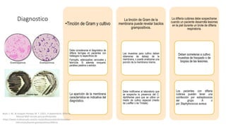 Diagnostico
•Tinción de Gram y cultivo
Debe considerarse el diagnóstico de
difteria faríngea en pacientes con
hallazgos no específicos de:
Faringitis, adenopatías cervicales y
febrícula. Si además ronquera,
parálisis palatina o estridor.
La aparición de la membrana
característica es indicativa del
diagnóstico.
La tinción de Gram de la
membrana puede revelar bacilos
grampositivos.
Las muestras para cultivo deben
obtenerse de debajo de la
membrana, o puede analizarse una
porción de la membrana misma.
Debe notificarse al laboratorio que
se sospecha la presencia del C.
diphtheriae para que se utilice un
medio de cultivo especial (medio
de Loeffler o de Tindale).
La difteria cutánea debe sospecharse
cuando un paciente desarrolla lesiones
en la piel durante un brote de difteria
respiratoria.
Deben someterse a cultivo
muestras de hisopado o de
biopsia de las lesiones.
Los pacientes con difteria
cutánea pueden tener una
coinfección por estreptococos
del grupo A o
por Staphylococcus aureus.
Bush, L. M., & Vazquez-Pertejo, M. T. (2021, 9 septiembre). Difteria.
Manual MSD versión para profesionales.
https://www.msdmanuals.com/es-mx/professional/enfermedades-
infecciosas/bacilos-grampositivos/difteria
 