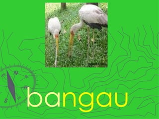 ba ngau 