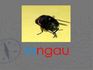 la ngau 