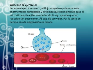 Durante el ejercicio:
durante el ejercicio severo, el flujo sanguíneo pulmonar esta
enormemente aumentado y el tiempo que normalmente pasa el
eritrocito en el capilar, alrededor de ¾ seg. y puede quedar
reducido tan poco como 1/3 seg. de ese valor. Por lo tanto en
tiempo para la oxigenación es menor.
 