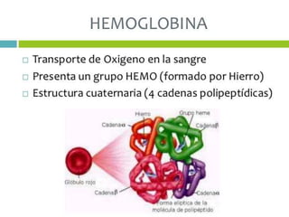 Difusion de la membrana respiratoria