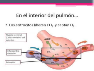 Difusion de la membrana respiratoria