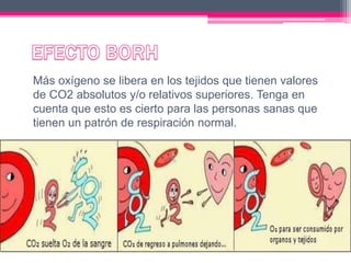 Más oxígeno se libera en los tejidos que tienen valores
de CO2 absolutos y/o relativos superiores. Tenga en
cuenta que esto es cierto para las personas sanas que
tienen un patrón de respiración normal.
 