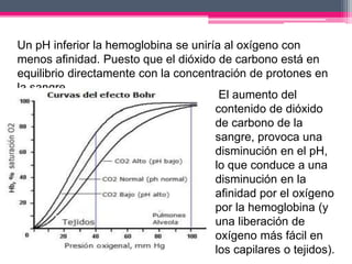 Un pH inferior la hemoglobina se uniría al oxígeno con
menos afinidad. Puesto que el dióxido de carbono está en
equilibrio directamente con la concentración de protones en
la sangre.
El aumento del
contenido de dióxido
de carbono de la
sangre, provoca una
disminución en el pH,
lo que conduce a una
disminución en la
afinidad por el oxígeno
por la hemoglobina (y
una liberación de
oxígeno más fácil en
los capilares o tejidos).
 