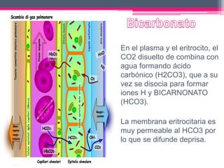 En el plasma y el eritrocito, el
CO2 disuelto de combina con
agua formando ácido
carbónico (H2CO3), que a su
vez se disocia para formar
iones H y BICARNONATO
(HCO3).
La membrana eritrocitaria es
muy permeable al HCO3 por
lo que se difunde deprisa.
 