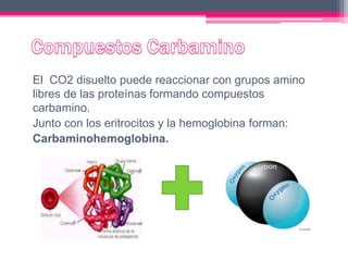 El CO2 disuelto puede reaccionar con grupos amino
libres de las proteínas formando compuestos
carbamino.
Junto con los eritrocitos y la hemoglobina forman:
Carbaminohemoglobina.
 