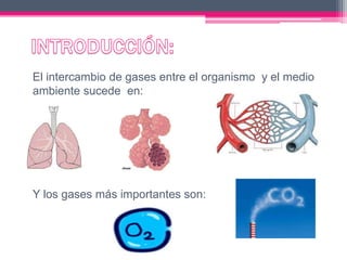 El intercambio de gases entre el organismo y el medio
ambiente sucede en:
Y los gases más importantes son:
 