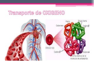 Difusion de la membrana respiratoria