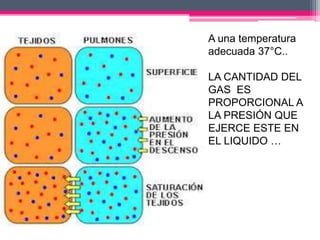 A una temperatura
adecuada 37°C..
LA CANTIDAD DEL
GAS ES
PROPORCIONAL A
LA PRESIÓN QUE
EJERCE ESTE EN
EL LIQUIDO …
 