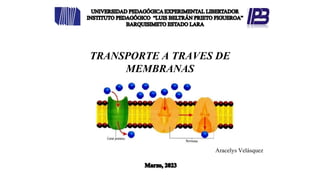 Aracelys Velásquez
TRANSPORTE A TRAVES DE
MEMBRANAS
 