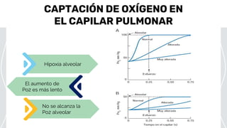 CAPTACIÓN DE OXÍGENO EN
EL CAPILAR PULMONAR
El aumento de
Po2 es más lento
No se alcanza la
Po2 alveolar
Hipoxia alveolar
 