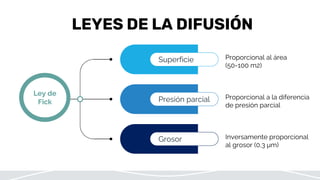 LEYES DE LA DIFUSIÓN
Presión parcial Proporcional a la diferencia
de presión parcial
Grosor Inversamente proporcional
al grosor (0,3 μm)
Superficie Proporcional al área
(50-100 m2)
Ley de
Fick
 