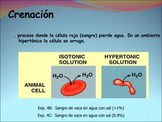 Crenaci ó n . proceso donde la célula roja   (sangre) pierde agua. En un ambiente hipertónico la célula se arruga. Exp. 4B:  Sangre de vaca en agua con sal (>1%) Exp. 4C:  Sangre de vaca en agua con sal (0.9%) 