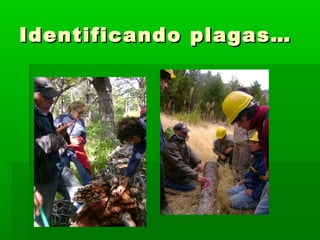 Identificando ppllaaggaass…… 
 