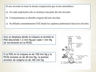 El aire alveolar no tiene la misma composición que el aire atmosférico 
a) En cada respiración solo se sustituye una parte del aire alveolar. 
b) Constantemente se absorbe oxigeno del aire alveolar. 
c) Se difunde constantemente CO2 desde los capilares pulmonares hacia los alveolos. 
Aire se desplaza desde la tráquea al alveolo la 
PO2 desciende 1.2 mm Hg por cada 1 mm Hg 
de incremento en la PCO2. 
Si la PO2 en la traquea es de 150 mm Hg y la 
PCO2 alveolar es de 40 mm Hg, la presion 
alveolar de oxÌgeno es de 102 mm Hg 
 