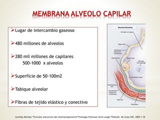 MEMBRANA ALVEOLO CAPILAR 
Lugar de intercambio gaseoso 
480 millones de alveolos 
280 mil millones de capilares 
500-1000 x alveolos 
Superficie de 50-100m2 
Tabique alveolar 
Fibras de tejido elástico y conectivo 
Levitzky Michael.“Funcióny estructura del sistemarespiratorio”Fisiología Pulmonar Serie Lange 7ªEdición. Mc Graw Hill. 2007:1-10 
 