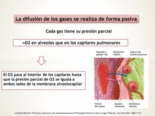 La difusión de los gases se realiza de forma pasiva 
Cada gas tiene su presión parcial 
>O2 en alveolos que en los capilares pulmonares 
El O2 pasa al interior de los capilares hasta 
que la presión parcial de O2 se iguala a 
ambos lados de la membrana alveolocapilar 
Levitzky Michael.“Funcióny estructura del sistemarespiratorio”Fisiología Pulmonar Serie Lange 7ªEdición. Mc Graw Hill. 2007:1-10 
 