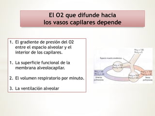 El O2 que difunde hacia 
los vasos capilares depende 
1. El gradiente de presión del O2 
entre el espacio alveolar y el 
interior de los capilares. 
1. La superficie funcional de la 
membrana alveolocapilar. 
2. El volumen respiratorio por minuto. 
3. La ventilación alveolar 
 
