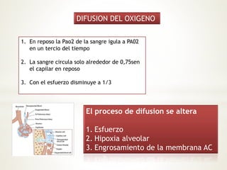 DIFUSION DEL OXIGENO 
1. En reposo la Pao2 de la sangre igula a PA02 
en un tercio del tiempo 
2. La sangre circula solo alrededor de 0,75sen 
el capilar en reposo 
3. Con el esfuerzo disminuye a 1/3 
El proceso de difusion se altera 
1. Esfuerzo 
2. Hipoxia alveolar 
3. Engrosamiento de la membrana AC 
 
