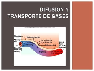 DIFUSIÓN Y
TRANSPORTE DE GASES

 