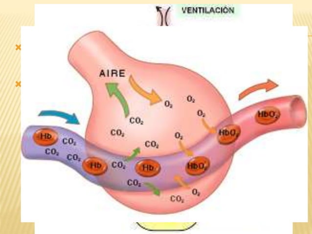 Difusion del oxigeno y del dioxido de carbono a traves de la membrana