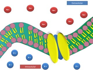 Extracelular Na+ Na+ Na+ Na+ Na+ Na+ K + K + K + K + K + Intracelular 