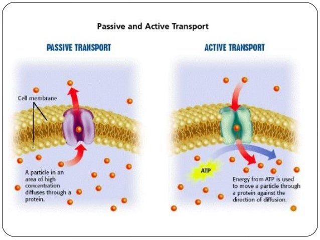 Grade 9 INTRA - Difusion, Osmosis, and Active Transport