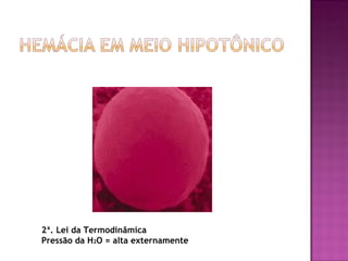 2ª. Lei da Termodinâmica
Pressão da H2O = alta externamente
 