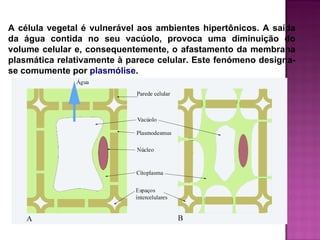 A célula vegetal é vulnerável aos ambientes hipertônicos. A saída
da água contida no seu vacúolo, provoca uma diminuição do
volume celular e, consequentemente, o afastamento da membrana
plasmática relativamente à parece celular. Este fenómeno designa-
se comumente por plasmólise.
 