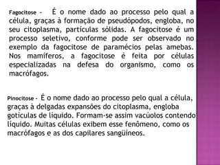 Fagocitose - É o nome dado ao processo pelo qual a
célula, graças à formação de pseudópodos, engloba, no
seu citoplasma, partículas sólidas. A fagocitose é um
processo seletivo, conforme pode ser observado no
exemplo da fagocitose de paramécios pelas amebas.
Nos mamíferos, a fagocitose é feita por células
especializadas na defesa do organismo, como os
macrófagos.


           É o nome dado ao processo pelo qual a célula,
Pinocitose -
graças à delgadas expansões do citoplasma, engloba
gotículas de líquido. Formam-se assim vacúolos contendo
líquido. Muitas células exibem esse fenômeno, como os
macrófagos e as dos capilares sangüíneos.
 