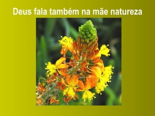 Deus fala também na mãe natureza 