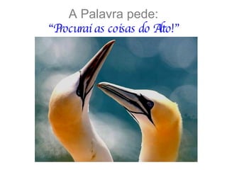 A Palavra pede: “Procurai as coisas do Alto!” 