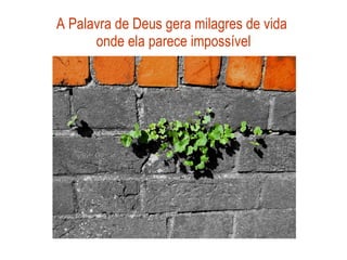 A Palavra de Deus gera milagres de vida  onde ela parece impossível 