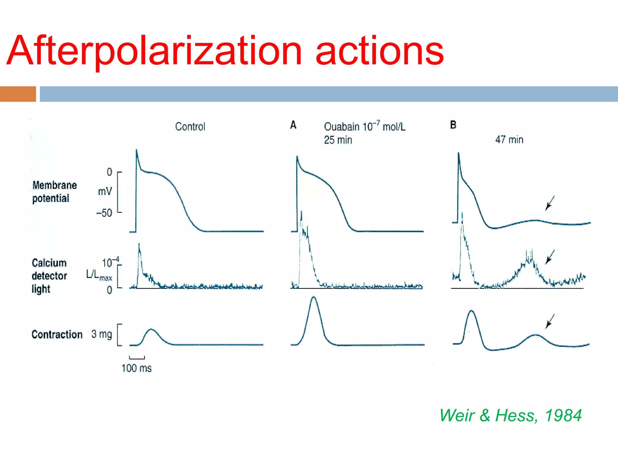 Afterpolarization actions
Weir & Hess, 1984
 