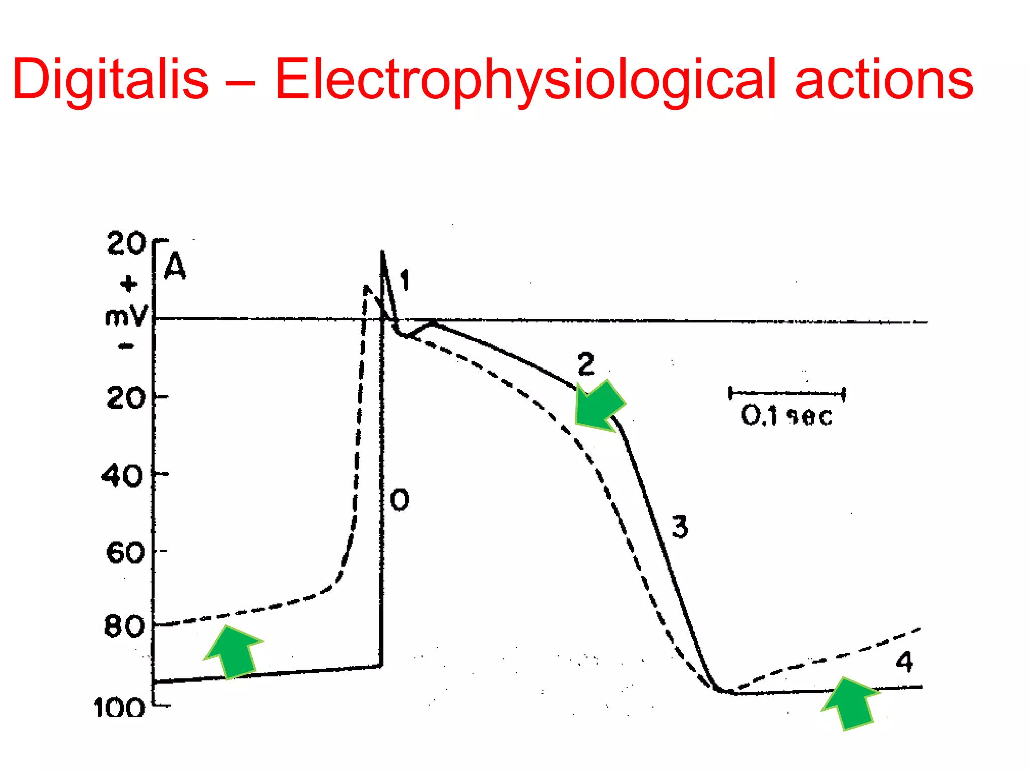 Digitalis – Electrophysiological actions
 