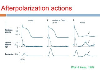 Afterpolarization actions
Weir & Hess, 1984
 