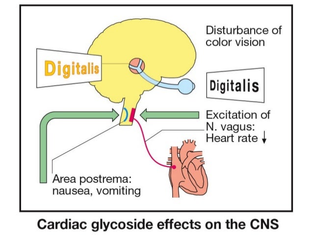 Side Effects Of Digoxin Toxicity In Elderly