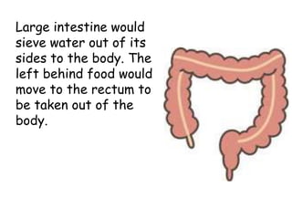 Large intestine would
sieve water out of its
sides to the body. The
left behind food would
move to the rectum to
be taken out of the
body.
 