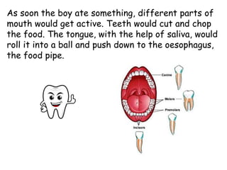As soon the boy ate something, different parts of
mouth would get active. Teeth would cut and chop
the food. The tongue, with the help of saliva, would
roll it into a ball and push down to the oesophagus,
the food pipe.
 