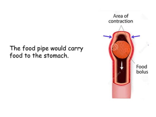 The food pipe would carry
food to the stomach.
 