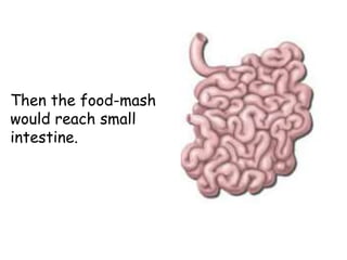 Then the food-mash
would reach small
intestine.
 