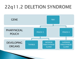 DEVELOPING
ORGANS
PHARYNGEAL
POUCH
GENE TBX1
POUCH 3
THYMUS
INFERIOR
PARATHYROID
GLAND
POUCH 4
SUPERIOR
PARATHYROID
GLAND
 